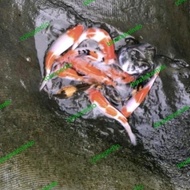 Promo Ikan Koi Mix Import 15-20cm (Minimal 2 Ekor) Ikan Koi Fish Koi