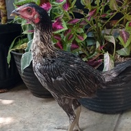 Ayam Betina Pencetak Bulbi Magon Mangon Pakhoy Koygon Ganoi Shamo IV