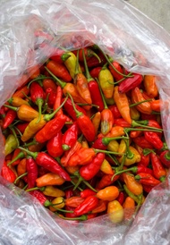cabai merah segar langsung dari petani lembang