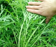 Fine leaf mustard farm vegetables spring not old vegetables four seasons sowing vegetables seeds