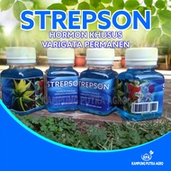 HORMON VARIGATA PERMANEN - VARIEGATA TANAMAN HIAS - STREPSON