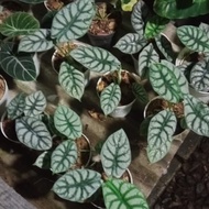 alocasia dragon silver