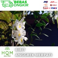 Dendrobium anggrek merpati putih - tanaman ahias tempel unik