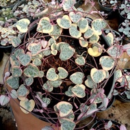 Promo string of heart variegata pot 12cm full rimbun Diskon