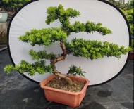 金鑽羅漢松｜風水招財樹綠化綠植盆栽植物露台庭院公園綠地公園景觀設計