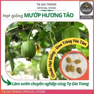 F1 apple melon seeds - Ta Gia Trang seed Shop