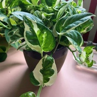 keratan pokok airplant njoy