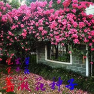 【多西多】薔薇花種子爬藤月季花種子全年開花爬藤攀援花卉植物花海景觀花籽