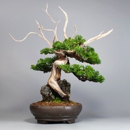 【附石盆景/日本龍眼石】系魚川真柏 精品盆栽 送禮推薦