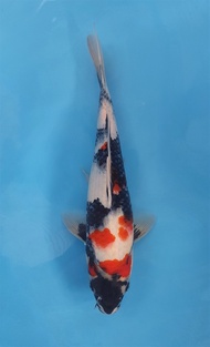 Ikan Koi Import Showa Isa (code 16)