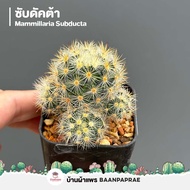 รวมกระบองเพชรและไม้อวบน้ำ #2 หลากหลายสายพันธุ์ ส่งทั้งกระถาง cactus&amp;succulent