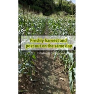 10tongkol/set, 【Garde AA】Cameron produce 🌽🌽 100% Cameron highlands jagung susu manis