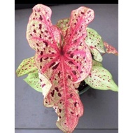 READY Tanaman hias Caladium Missmuffet / Caladium Miss Muffet caladium