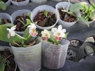 P. lobbii var. vietnam ( Normal color ),開花株規格(BS)