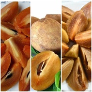 Sawo Madu manis 1kg fresh