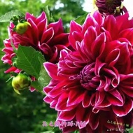 Large Seeds Discount Planting Sweet Potato Flower Volume Dahlia Ball Root Chrysanthemum Flower Ball 