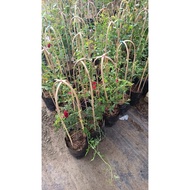 ENGLISH ROSE Climbing / FLORIBUNDA