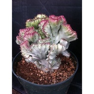 Cactus Kingdom - Euphorbia lactea 'Variegata'