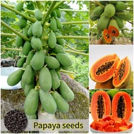 10pcs Bonsai Papaya Seeds for Planting Vegetable Plants Fruit Seeds Red Lady Dwarf Hybrid Papaya See