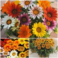 Biji Bunga - Bunga Gazania | Flower seed - Treasure Flower / Gazania | 花种子  勋章菊花