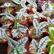 Tanaman Hias Alocasia Silver Dragon - Alocasia Dragon Silver