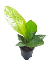 Anthurium Jenmanii CardBoard Healthy Live Plants (1 Pc) [BUY 1 TAKE FREE 1 Pc. 2 to 3 leaves Philode