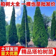 Tartar Cypress Tree Cypress Tree Pine Tree Cypress Tree Side Cypress Tree Dragon Cypress Tree Pine C