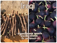 มะเดื่อฝรั่ง กิ่งสดมะเดื่อฝรั่งอิรักกี้ ชุด4กิง/iraqi figs cuttings,set4pieces