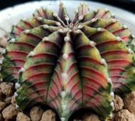 เมล็ดพันธุ์ ยิมโน LB2178 แท้ ด่าง 10 เมล็ด แคคตัส กระบองเพชร cactus