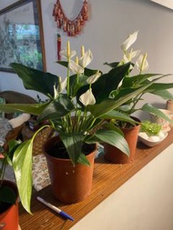 白火鶴6吋盆 [白天使火鶴花 白色火鶴花盆栽 ] 活體室內植物盆栽 送禮小品盆栽~ 室內辦公室盆栽 開店賀禮實物拍攝