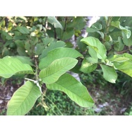 Daun Jambu Batu Segar ( fresh dari pokok )