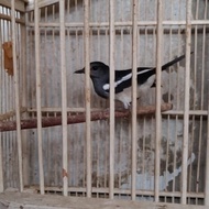 burung kacer betina
