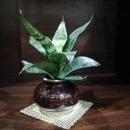 Snake plant real live plant