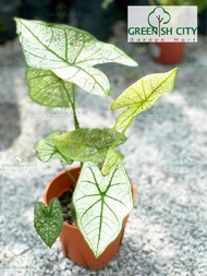 GNC - Caladium Cranberry Star Pokok Keladi Aroid 蔓越莓之星彩叶芋