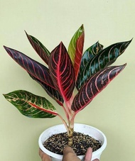 Aglaonema Red Pride of Sumatra 4 to 6 Leaves (Live Collectors Plant - Last 2 Stocks) with FREE garde