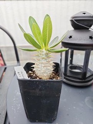 Pachypodium 象牙玉