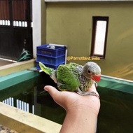 baby indian ringneck burung parrot