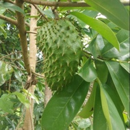 Pokok buah durian belanda