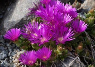 50 เมล็ดพันธุ์ เมล็ด ซักคิวเลนต์ ไม้อวบน้ำ กระบองเพชร เฟเนสตราเรีย (Fenestraria) Succulent seeds อัตราการงอก 80-85%