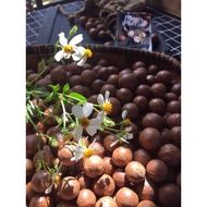 Dried macadamia nuts size 22 years 2023