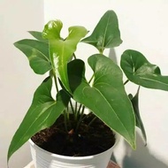 anthurium corong