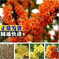 種籽 花種籽 花卉種籽 新采桂花籽 桂花樹種子 金桂 丹桂 沉香桂 四季桂花種子 桂花種子