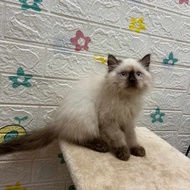 kucing persian himalayan sealpoint kitten