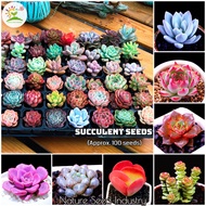 [Ready Stock] Mixed Rare Succulent Seeds for Sale (100 seeds/pack)丨Bonsai Seeds for Planting Flowers