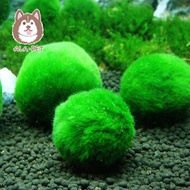Aquarium 3-4cm Marimo Moss Balls Live Aquarium Plant Algae Fish Shrimp Tank Ornament betta fish tank complete set
