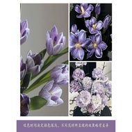 Flower Research Color Agent Dye Special Environmental Protection Does Not Hurt Flower Period