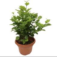 Organic Jasminum sambac, Arabian Jasmine potted plant