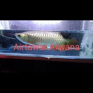 arwana golden red hb