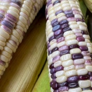 5 pcs benih jagung ungu putih/purple white corn seed/jagung pulut/ketan pulut hibrid corn benih sayu