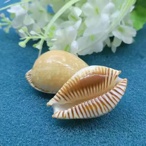 4-7CM Humpback Cowrie Seahells Tortoise Shells Shape Conch Natural Mauritia Mauritiana Wedding Decor